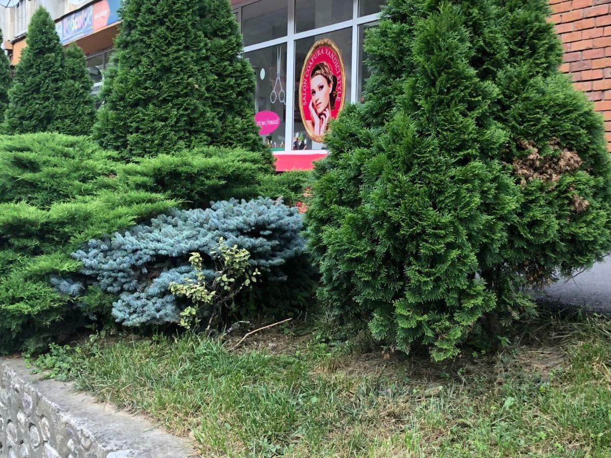 Băile HerculaneGarsoniera Aleea Trandafirilorアパートメント エクステリア 写真